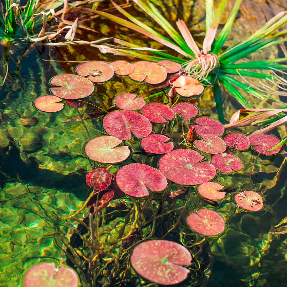 o-fil-de-l-eau-plantes-aquatiques