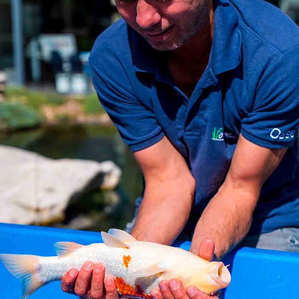 o-fil-de-l-eau-soins-poissons
